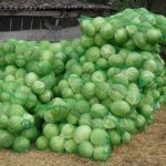 Bronco cabbage harvest
