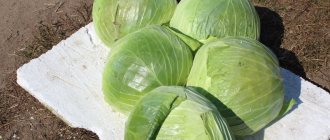 Menzania cabbage harvest