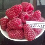 Harvest of large fruits of remontant raspberries Atlant