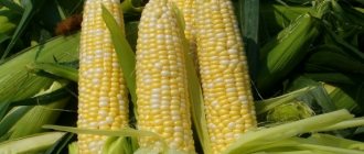 урожай кукурузы