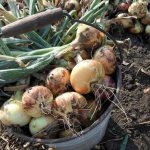Onion harvest in a bucket