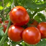 Урожай помидор