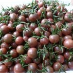 урожай томатов черный жемчуг