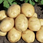 Productivity of Gala potatoes