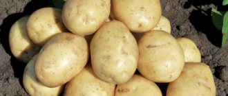 Productivity of Gala potatoes