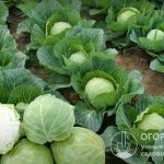 The productivity and marketability of heads of cabbage largely depend on weather and climatic conditions, soil fertility, and the intensity of agricultural technology used