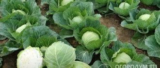 The productivity and marketability of heads of cabbage largely depend on weather and climatic conditions, soil fertility, and the intensity of agricultural technology used