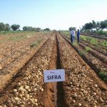 Sifra potato yield