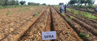 Sifra potato yield