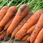 урожайность моркови
