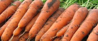 урожайность моркови