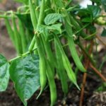 Yield of green beans