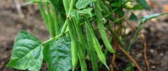 Yield of green beans