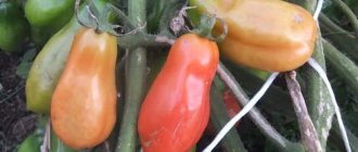 'Урожайный и легкий в выращивании томат "Женское счастье
