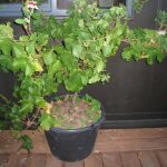 Conditions for caring for grapes at home