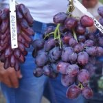 Grape resistance to frost