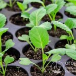 In most Russian regions, the main method of growing almost all varieties of cabbage is seedlings.