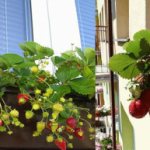 Strawberries feel comfortable in boxes and hanging flowerpots