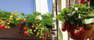 Strawberries feel comfortable in boxes and hanging flowerpots