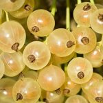 Versailles currant - description and characteristics of the variety
