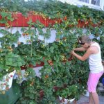 Do-it-yourself vertical bed for strawberries: rules for creation and secrets of planting