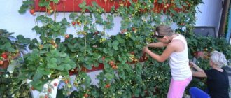 Do-it-yourself vertical bed for strawberries: rules for creation and secrets of planting