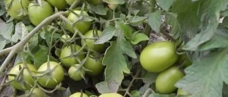 Branches with green tomatoes