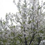 Cherry branches with white flowers on a Zaranka tree