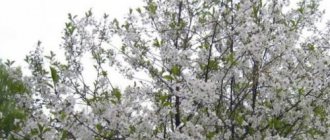 Ветки вишни с белыми цветками на дереве сорта Заранка