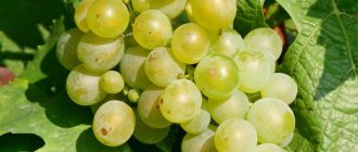 grapes raisins 342