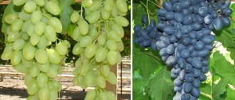 Kishmish grapes. Description of the variety, photos, reviews: Radiant, Black, Green, Zaporozhye, Red 