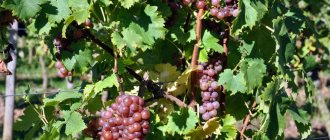 Pink Muscat grapes