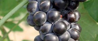 Valiant grapes