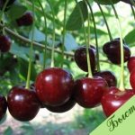 Cherry Bystrinka