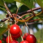 Cherry Zhivitsa - a new promising variety