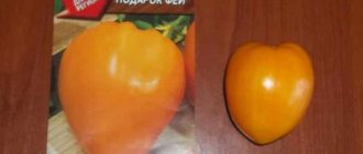 &#39;A tasty and stable variety with a high content of beta-carotene - tomato &quot;Fairy&#39;s Gift&quot;: reviews and photos of the harvest&#39; width=&quot;800