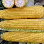 appearance of Dobrynya corn variety