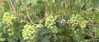 Appearance of Blagovest grapes