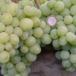 Внешний вид винограда сорта Кеша на фото