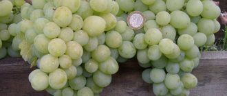 Внешний вид винограда сорта Кеша на фото