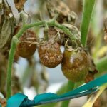 Pests and diseases of tomatoes and their protection
