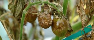 Pests and diseases of tomatoes and their protection