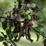 Все болезни листьев яблони: причины, признаки, последствия