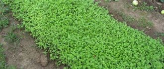 Choosing the best green manure for cucumbers in the fall for greenhouses and open ground