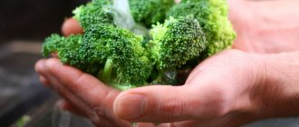 Choosing broccoli varieties for growing in the climate of the Moscow region