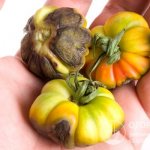 Choosing early varieties of tomatoes makes it possible to grow a full-fledged harvest, avoiding damage to plants by late blight, the height of which in some regions occurs in early August