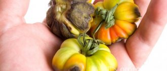 Выбор ранних сортов томатов дает возможность вырастить полноценный урожай, избежав поражения растений фитофторой, разгар активности которой в некоторых регионах приходится на начало августа