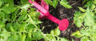 Choosing fertilizer when planting tomatoes