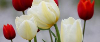 Выгонка тюльпанов к 8 марта в теплице технология выращивания
