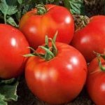 &#39;We grow a rich harvest in the open ground - the persistent tomato &quot;Vityaz&quot;&#39; width=&quot;800